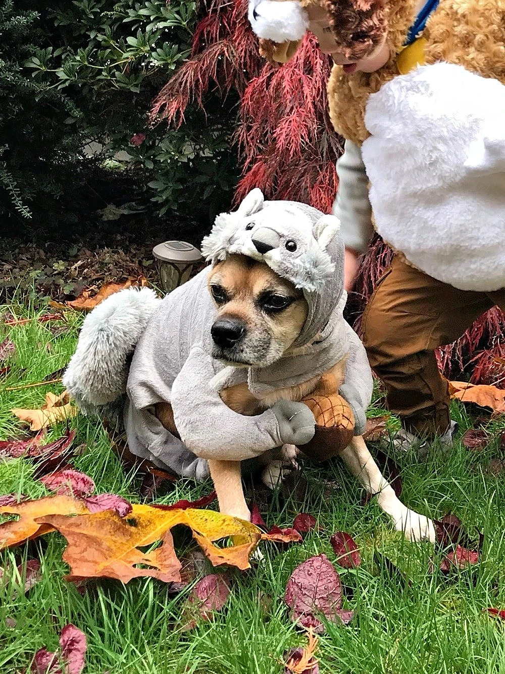 Gray Squirrel Dog Costume